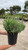 Lavandula angustifolia Hidcote 172493